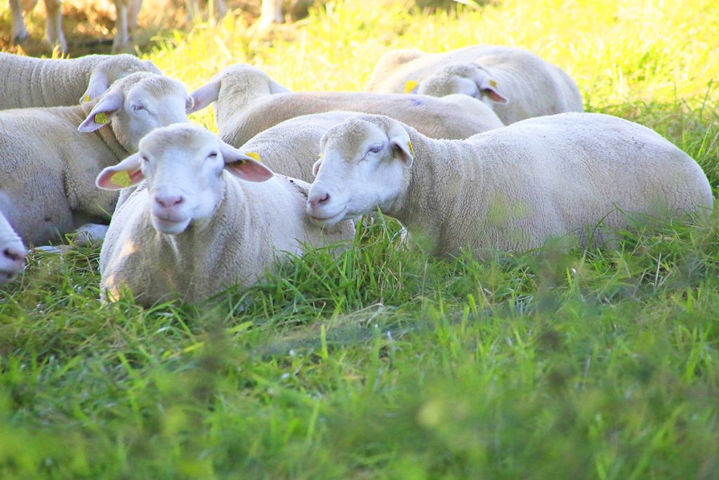 troupeau de moutons